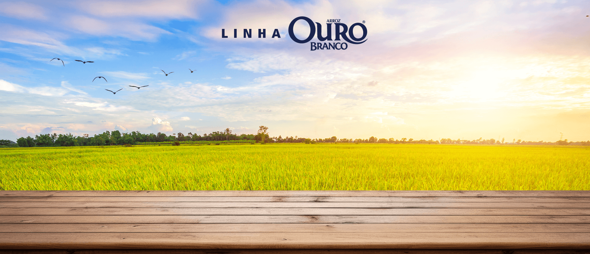 Arroz Ouro Branco Oriental T1